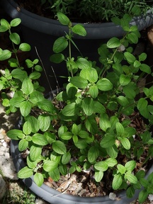 salviamicrophylla