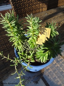 Crassula yunnanensis