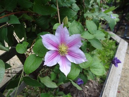 Clematis early