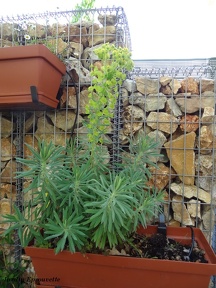 Euphorbia characiaswulfenii