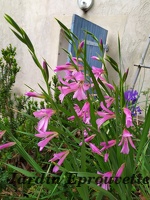 Gladiolus italicus