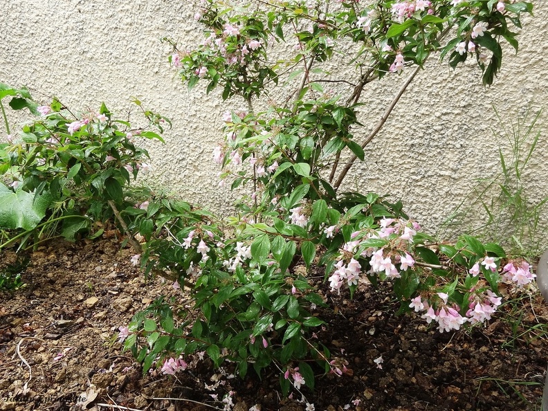 Kolkwitzia amabilis