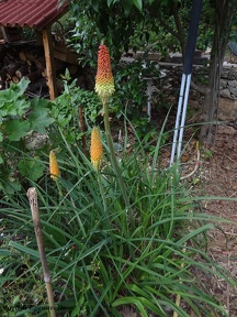Kniphofia uvaria