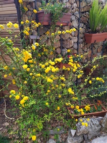Kerria Japonica