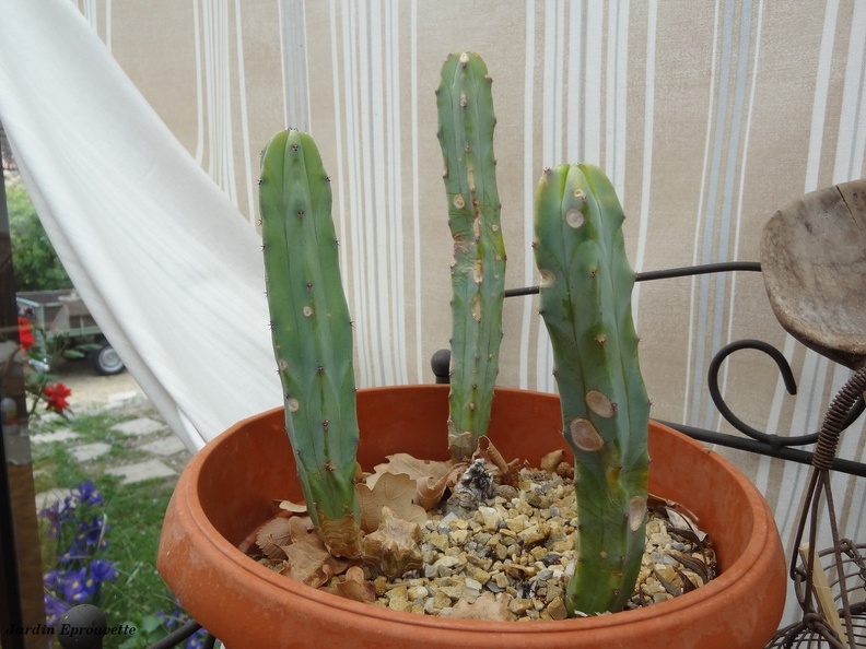 myrtillocactusgeometrizans