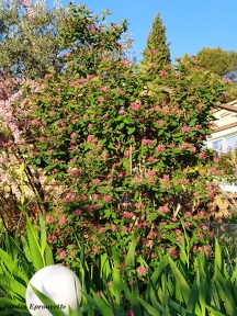 Lonicera nitida