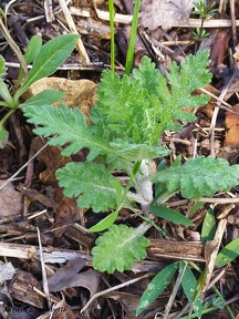 Senecio sylvaticus