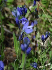 Polygala vulgaris
