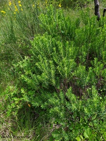 Daphne gnidium