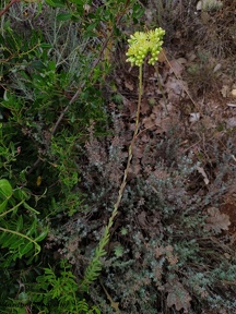 Petrosedum sediforme