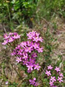 Centaurium erythraea