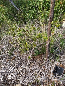 Myrtus