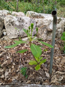 Pittosporum tobira