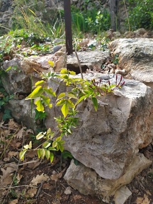 Jasminum officinale