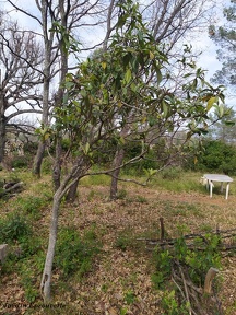 Eriobotrya japonica